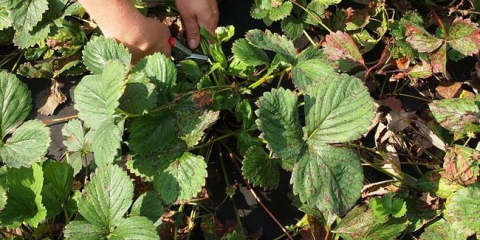 Krmení jahod na podzim pro velkou sklizeň
